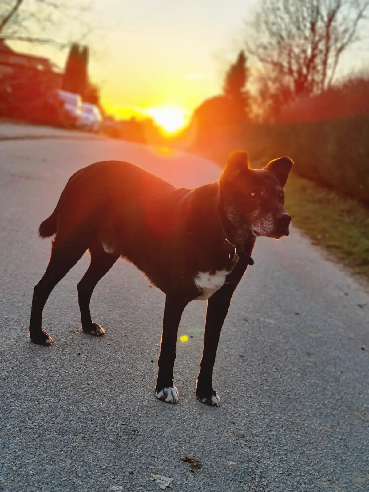 schwarzer Mischlingshund auf einer Straße, im Hintergrund ein Sonnenuntergang