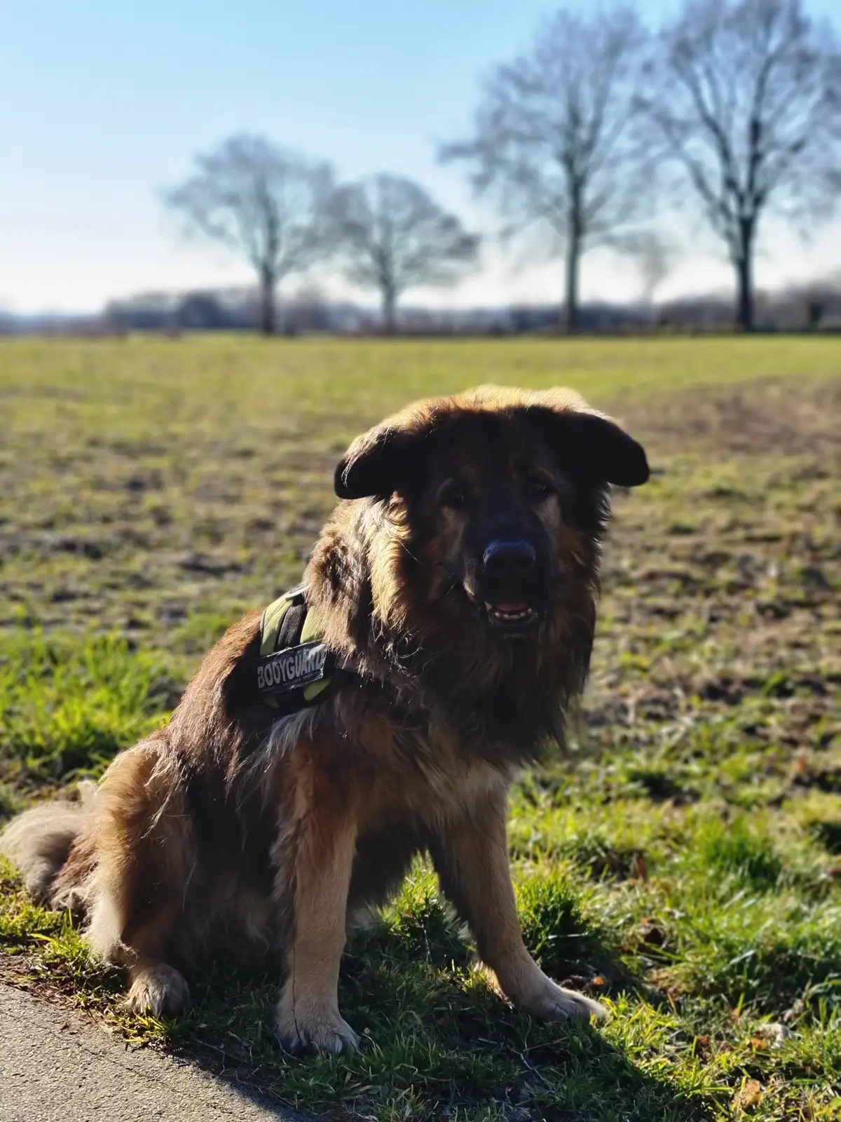 brauner Hütehund vor einem Feld