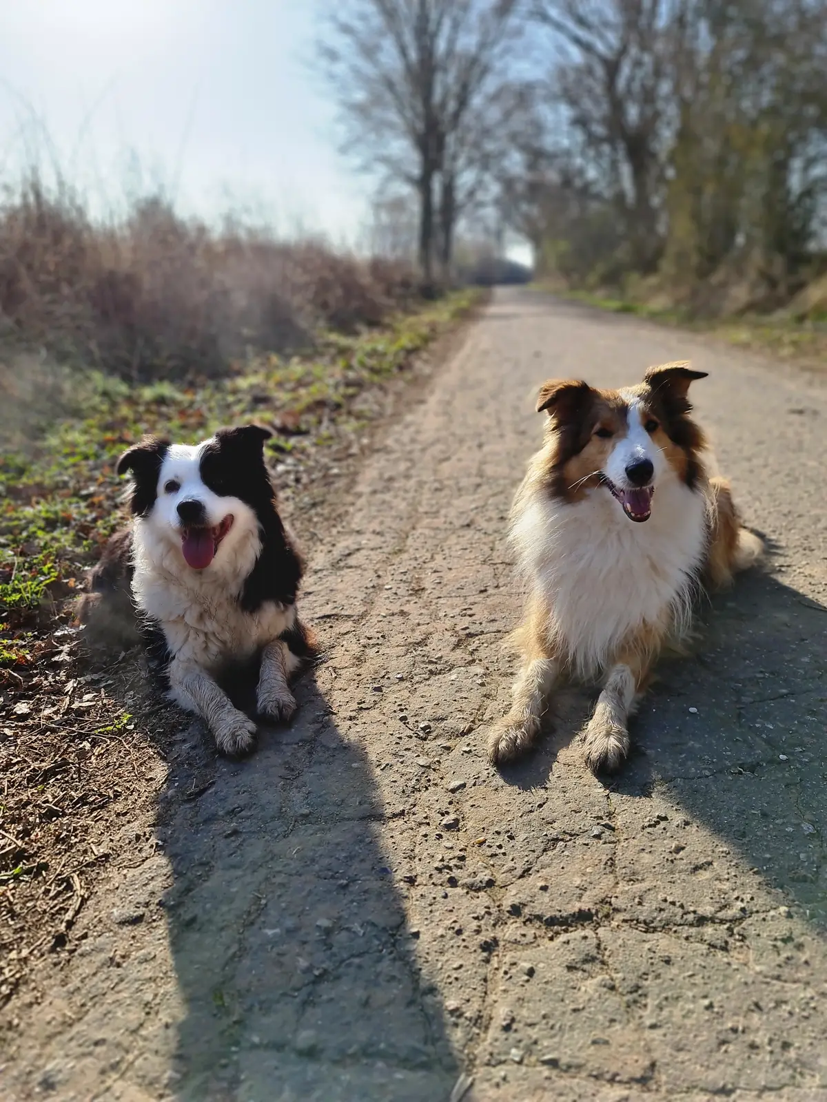 zwei hunde auf einem Feldweg. ein braun weißer Collie und ein schwarz weißer Border Collie