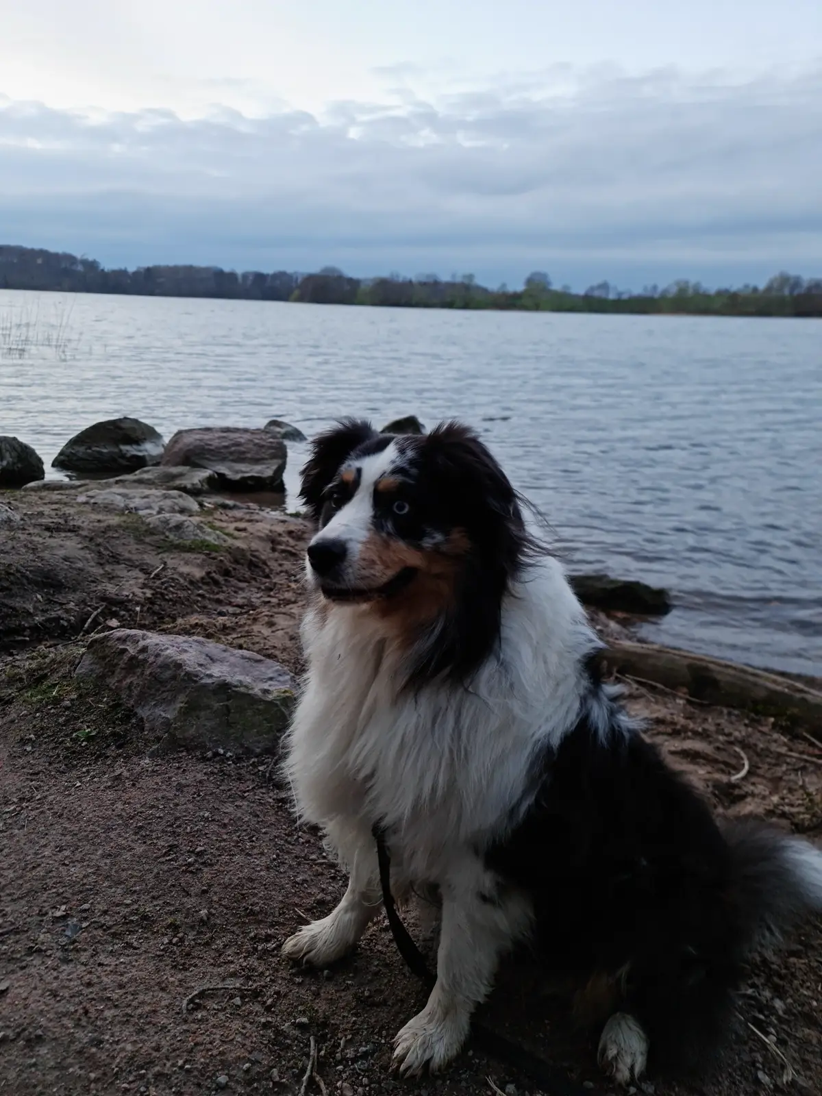 ein Australian Shepherd auf Steinen sitzend vor einem See
