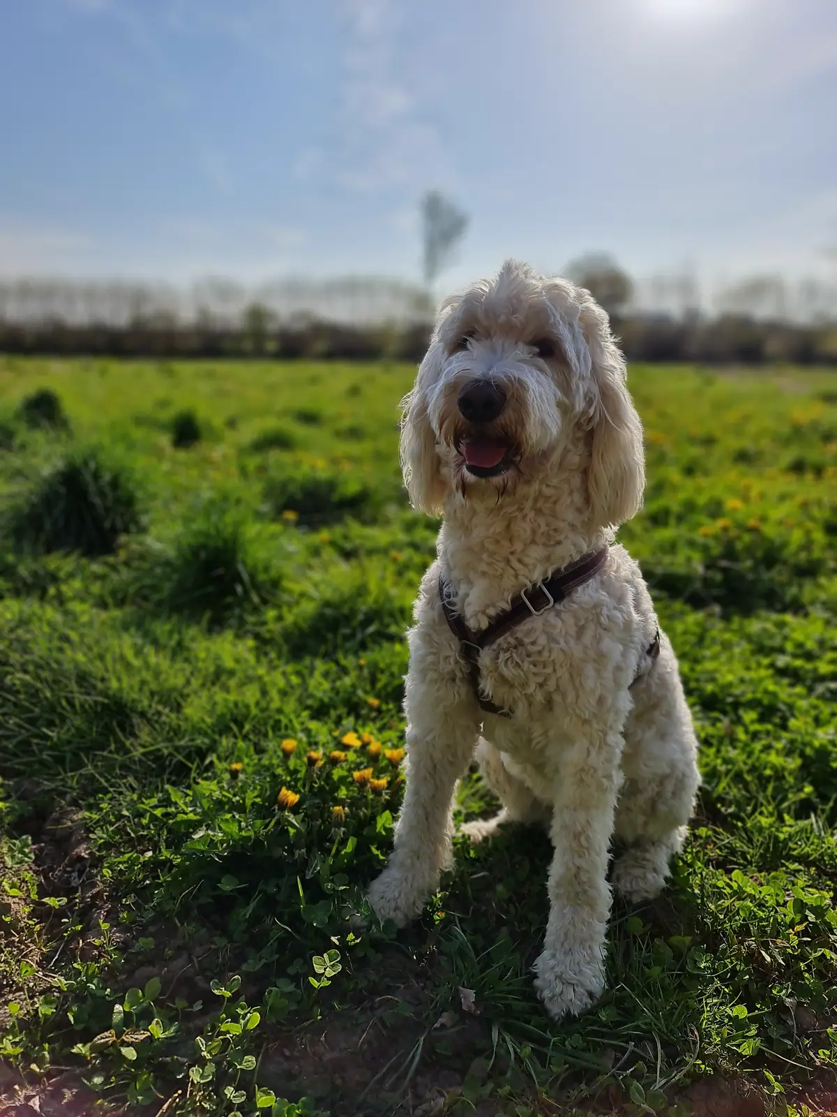 ein weißer Labradoodle auf einem Feld sitzend