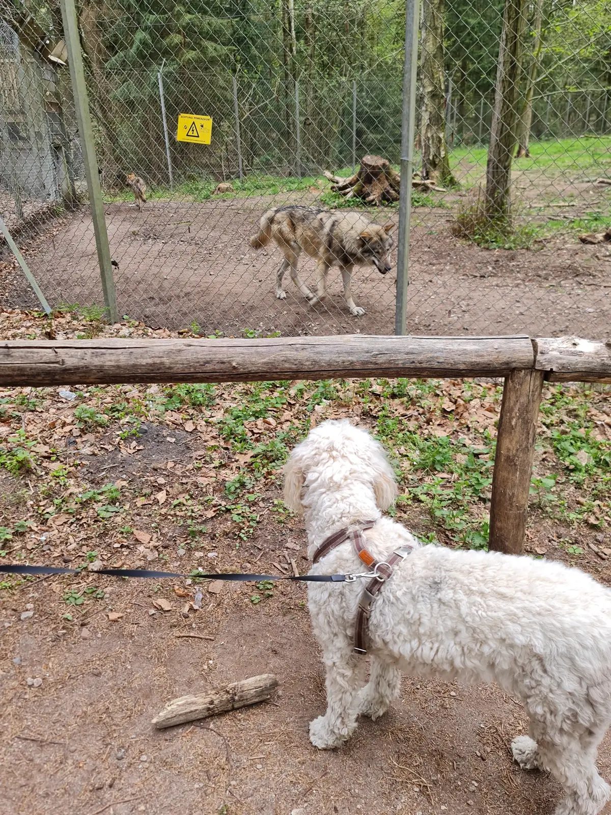 ein weißer Labradoodle vor einem Wolfsgehege staunen einen vorbeilaufenden Hund anschauen
