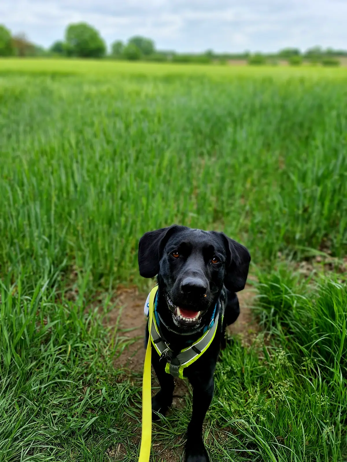 ein schwarzer Labrador in einem Feld sitzend