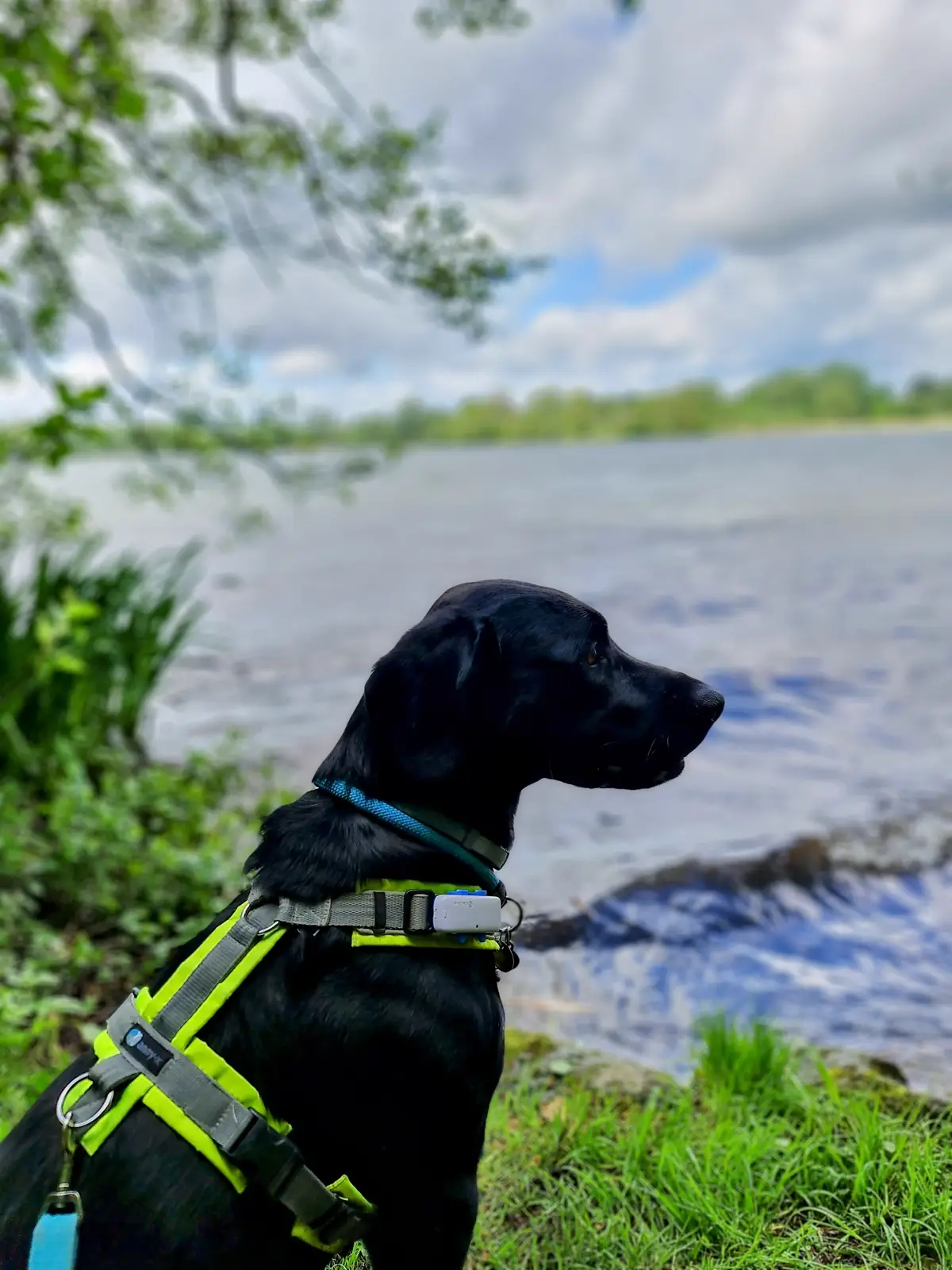 ein schwarzer Labrador or einem See sitzend