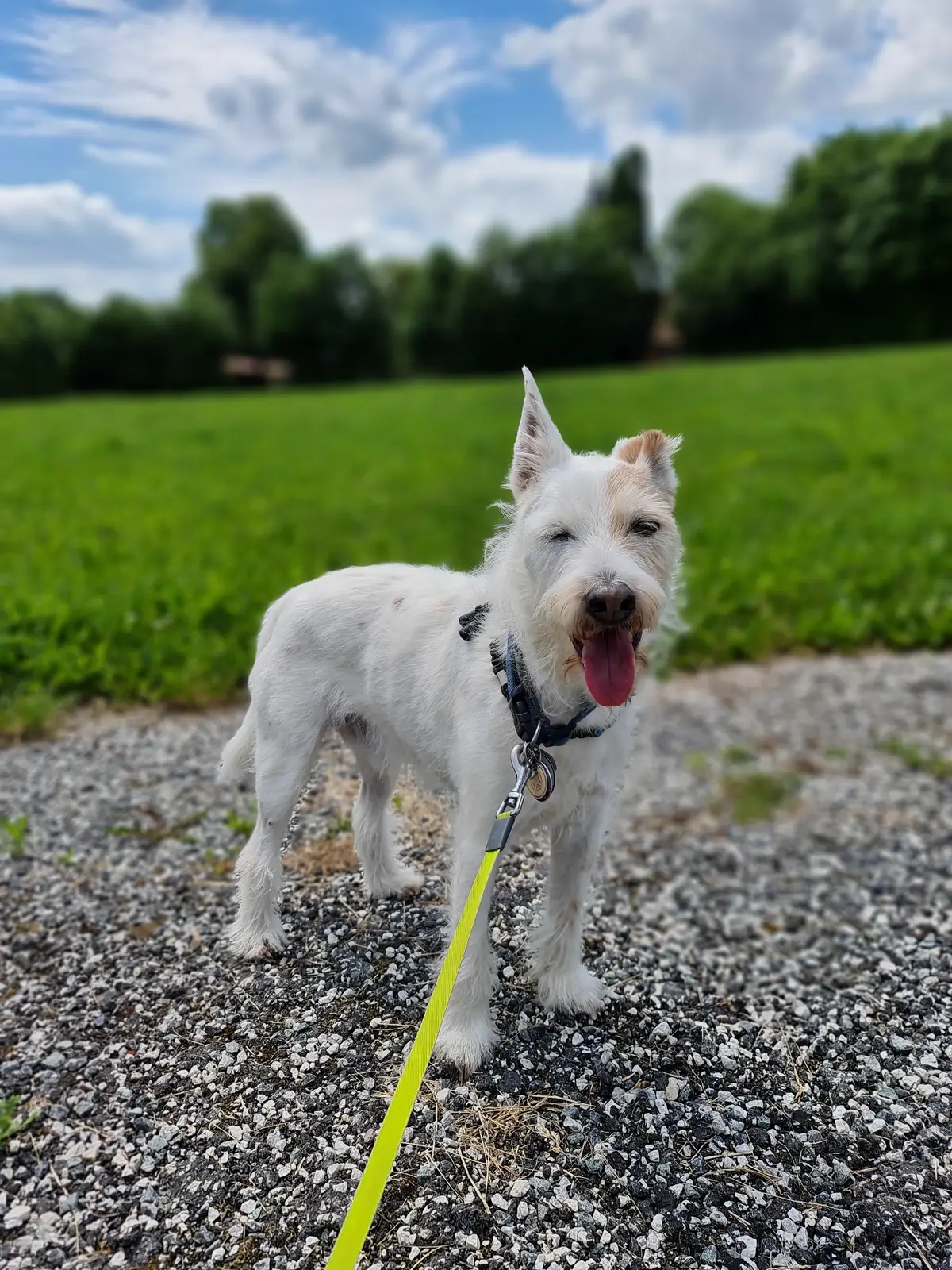 ein weißer kleiner Hund vor einem Feld stehend, er hat ein Knickohr