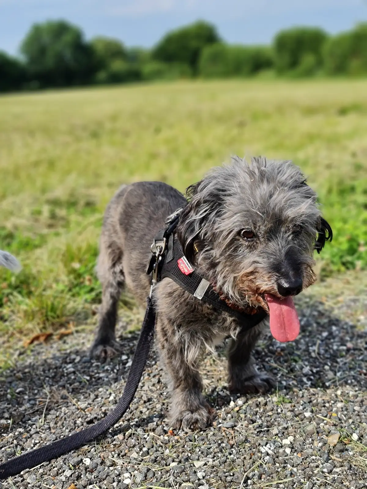 ein kleiner grauer Dackel vor einem Feld stehend