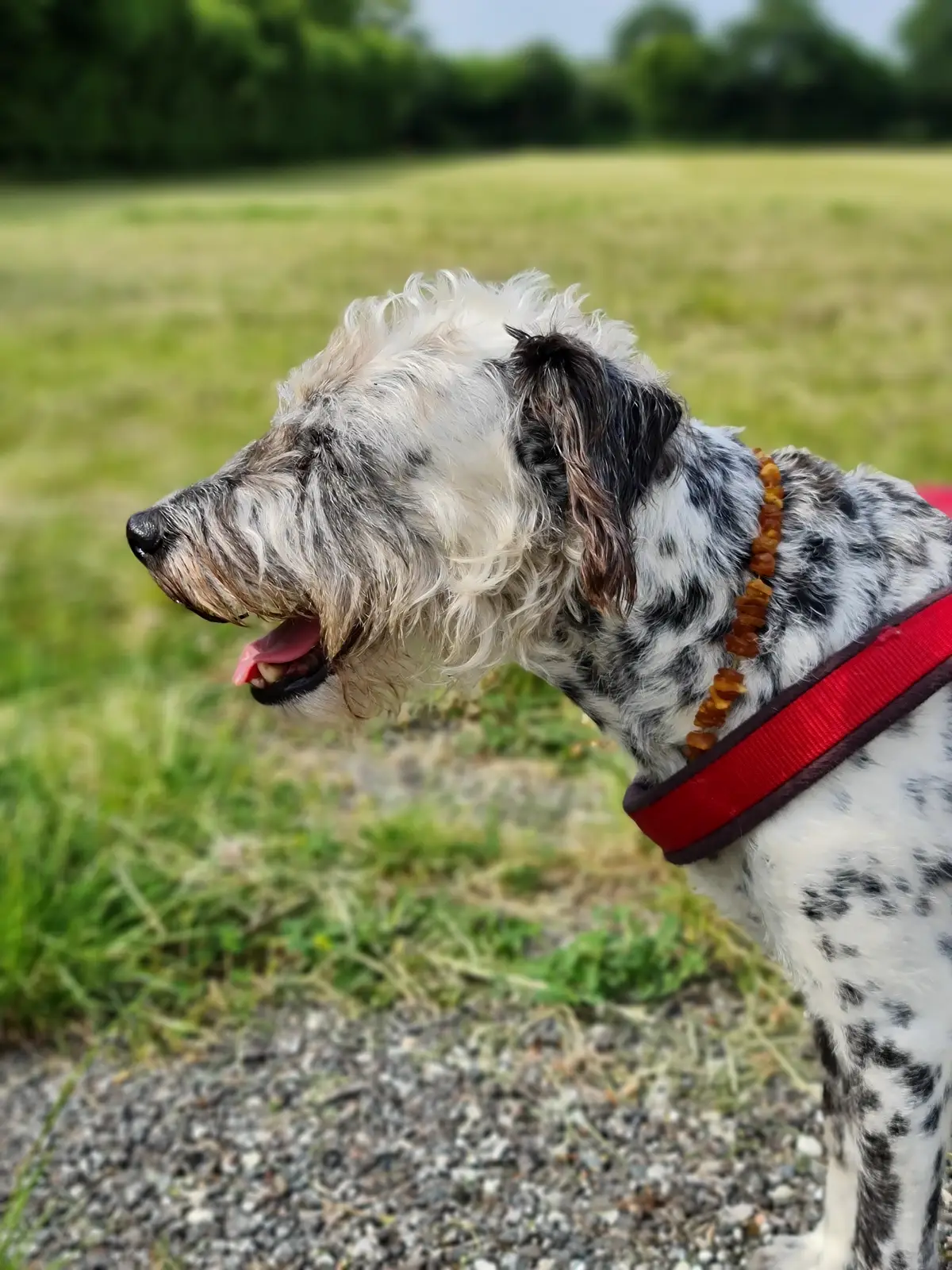ein weiß-schwarz gepunkteter Mischlingshund vor einem Feld stehend