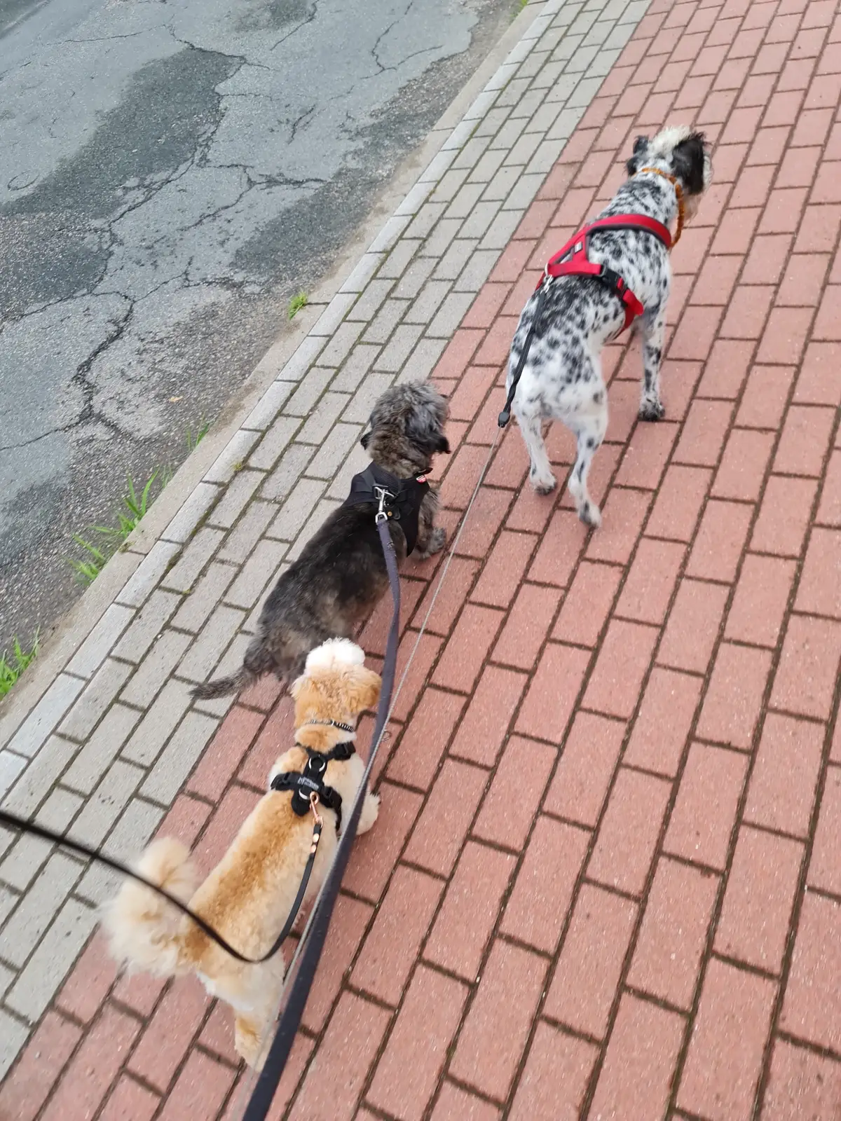 ein schwarzweißer Hund und ein grauer Dackel auf einem Gehweg spazieren