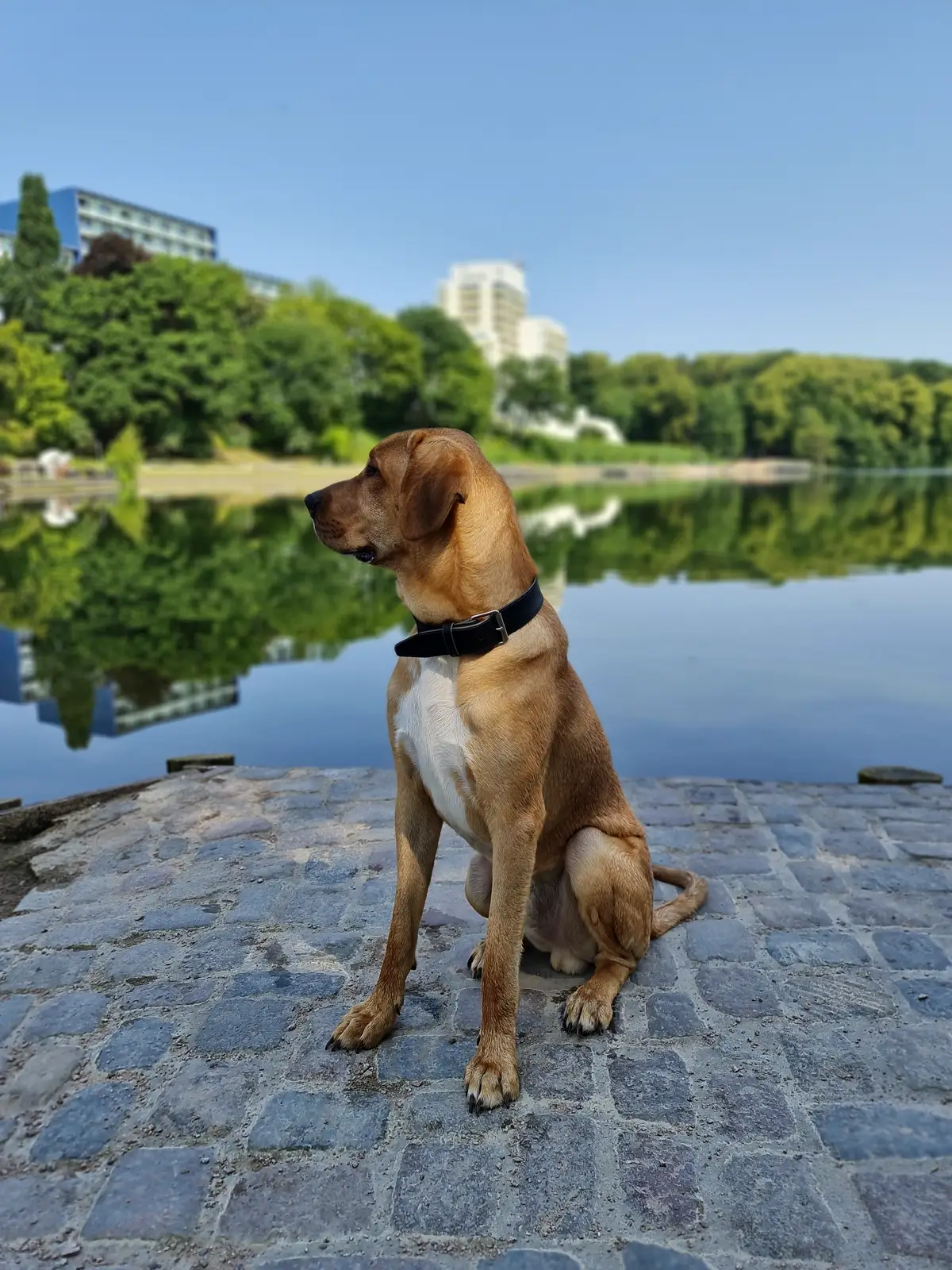 ein großer brauner Hund auf Steinen vor einem See sitzend