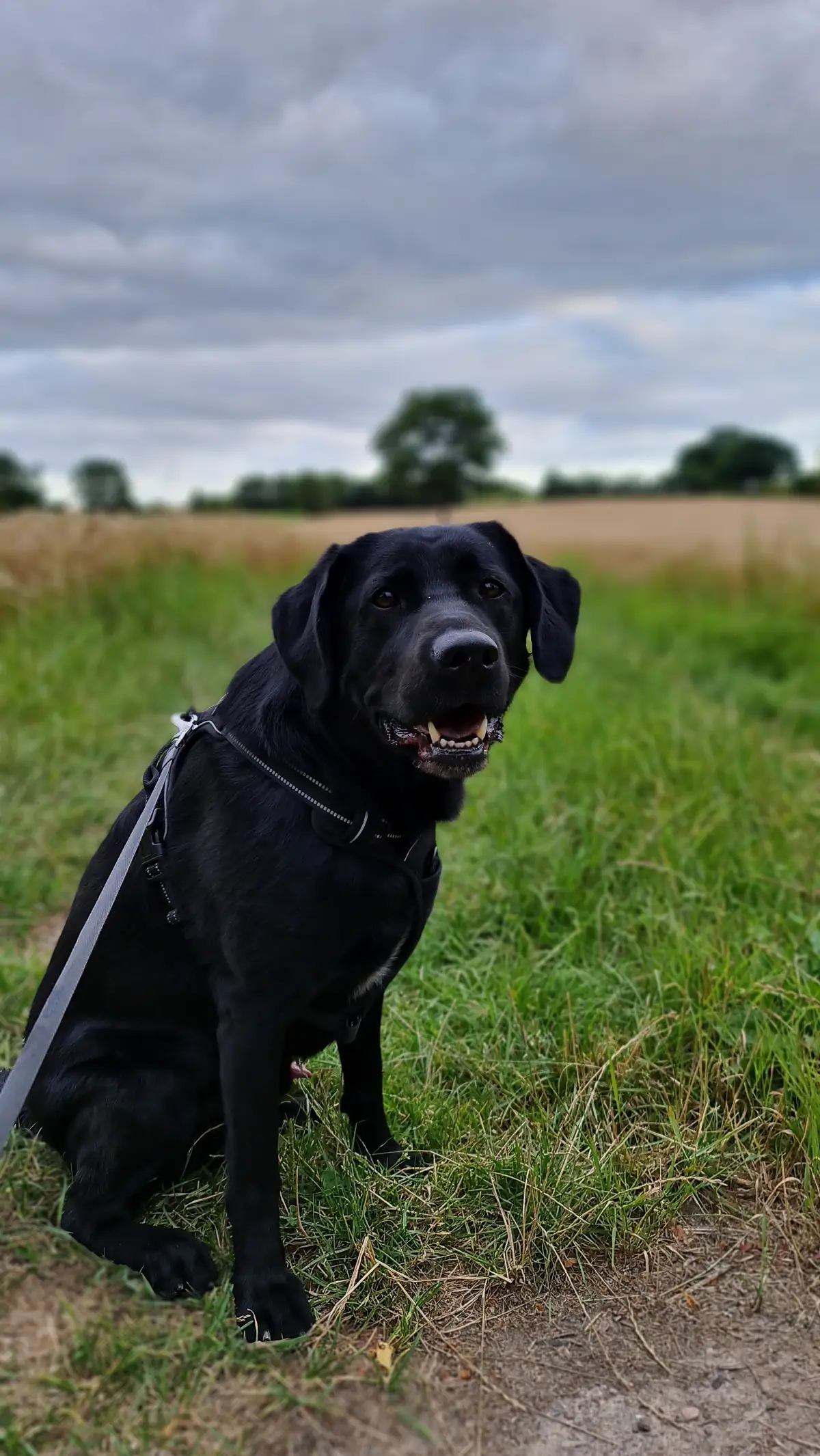 ein schwarzer Labrador vor einem Feld sitzend