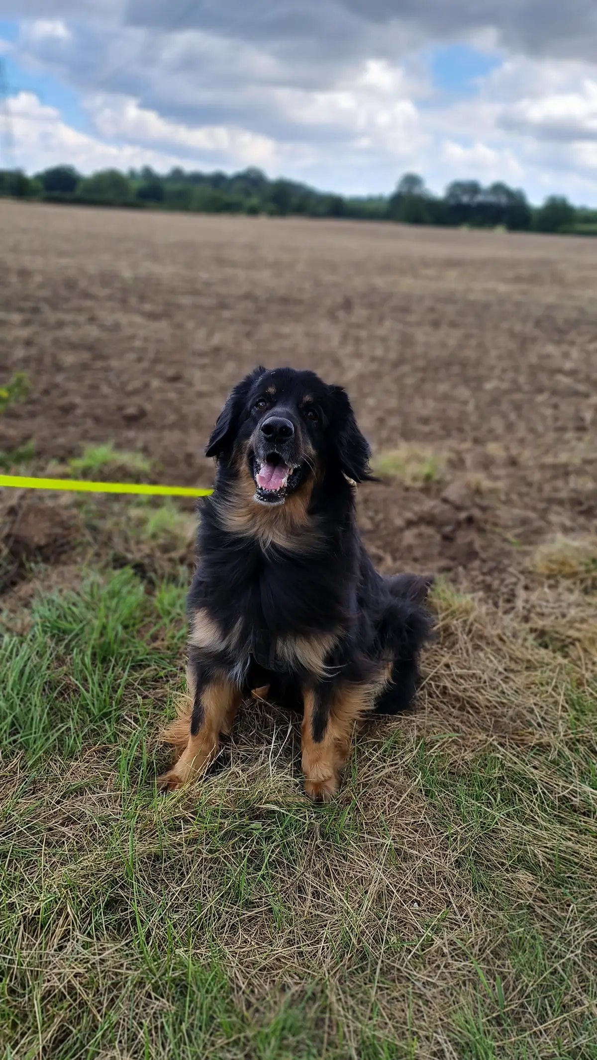 ein großer schwarzer Hund mit langem Fell hat eine gelbe Leine und sitzt vor einem Feld