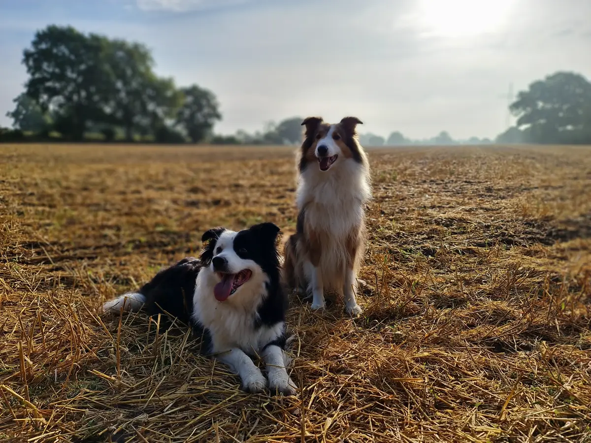 zwei Hunde, ein schwarz weißer Border Collie und ein braun weßer Collie sitzen auf einem Stoppelfeld