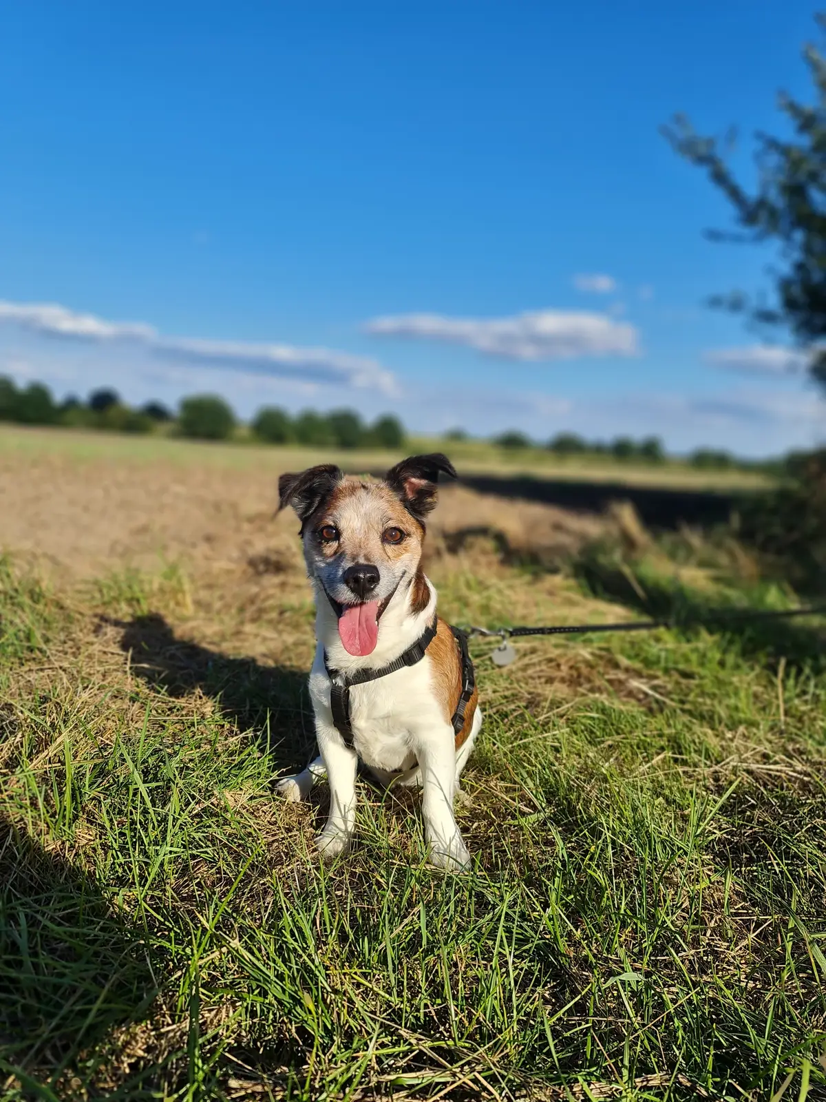 ein kleiner Mischlingshud lächelt einen an