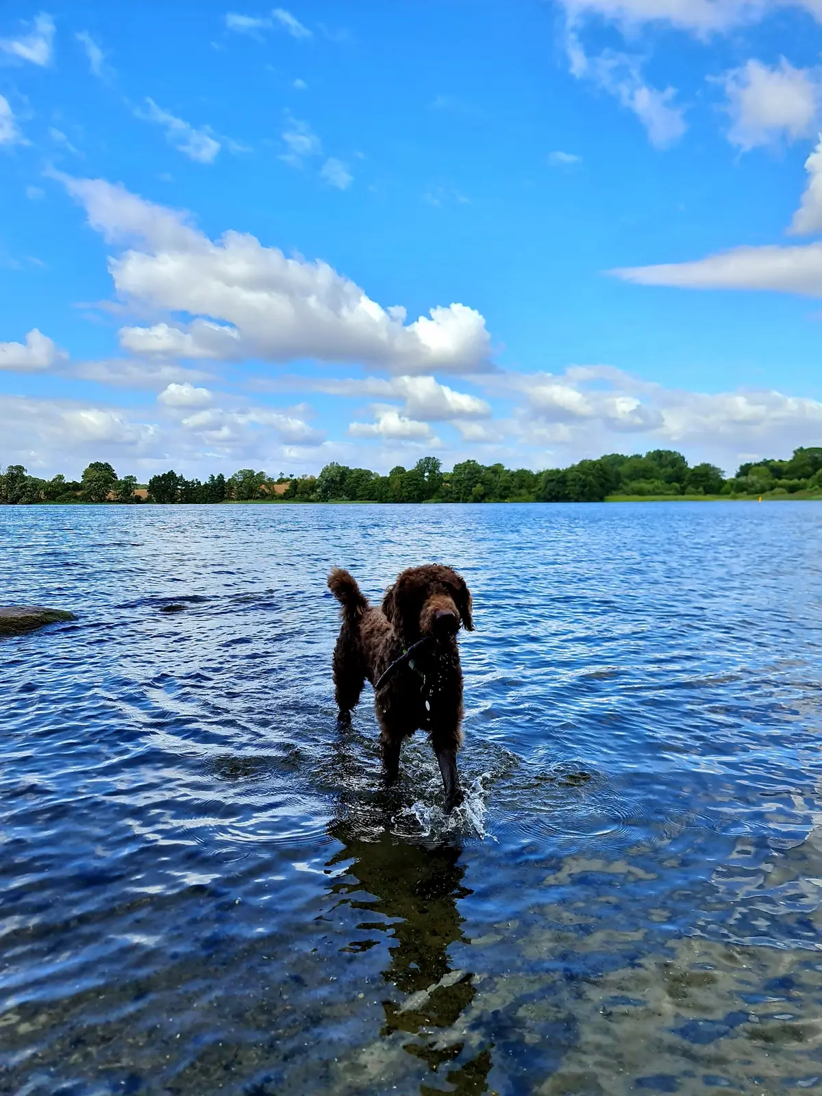ein brauner Labradoodle steht in See mit einem Stock im Mund