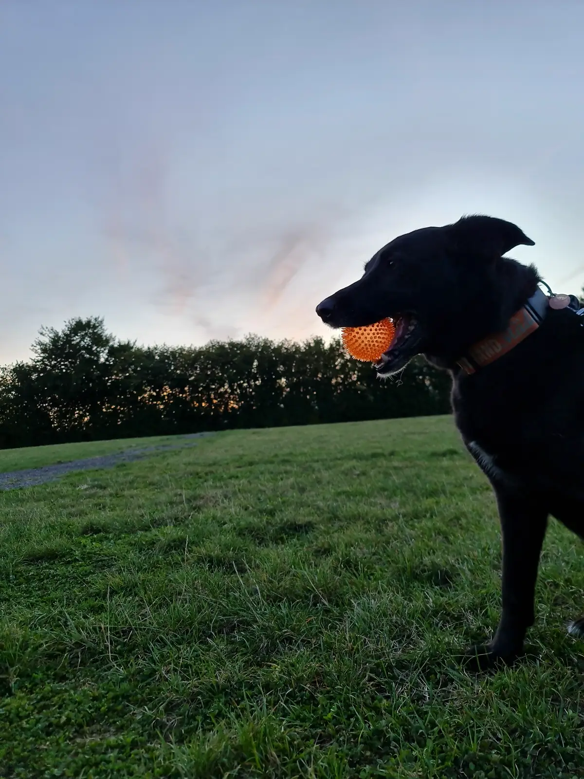 ein schwarzer Hud steht auf einer Wiese und hat einen orangenen Ball im Mund
