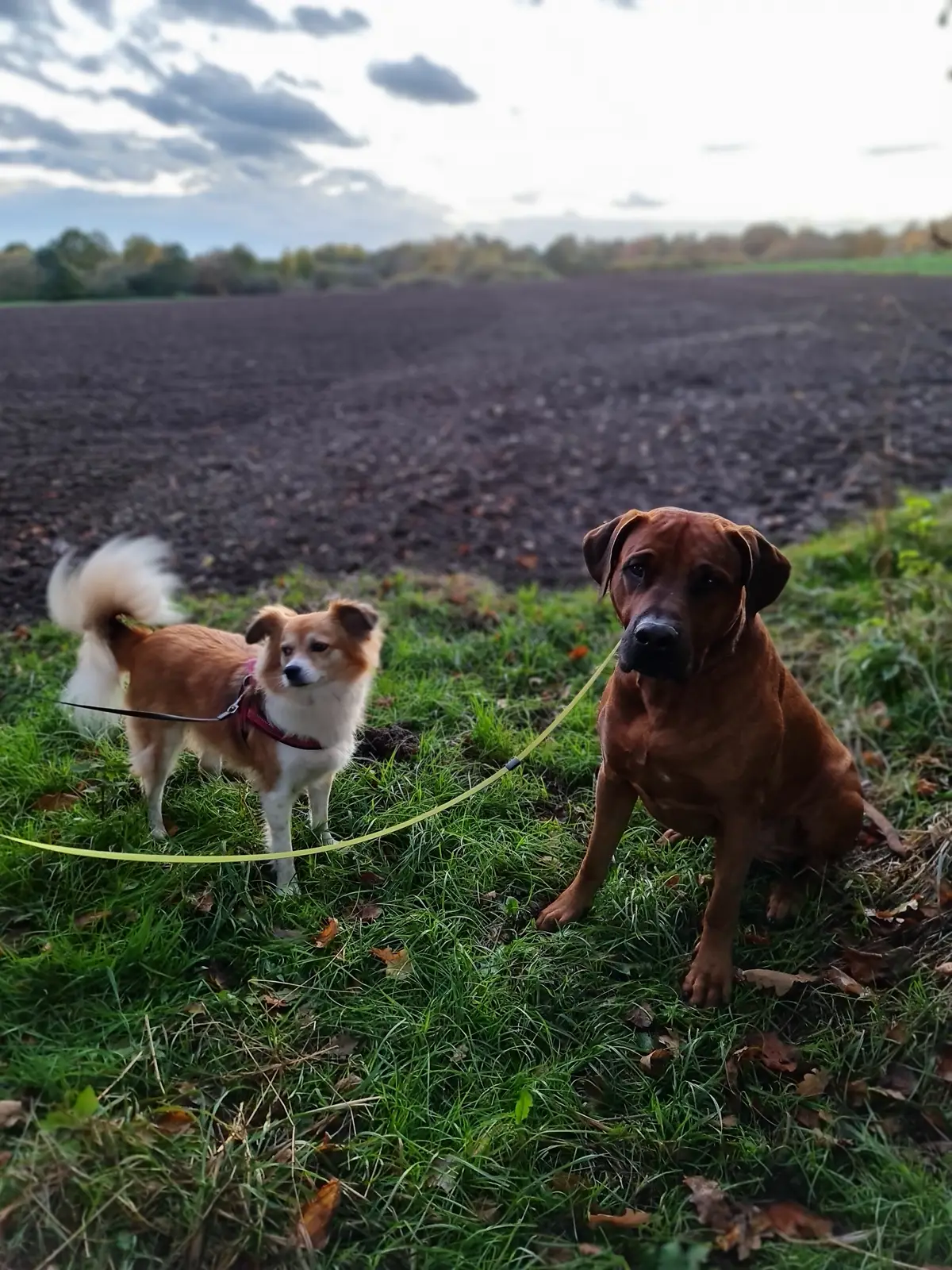 ein großer Brauner Hund und ein kleiner weißer mit hellbraunen Akzenten sitzen auf einem Weg