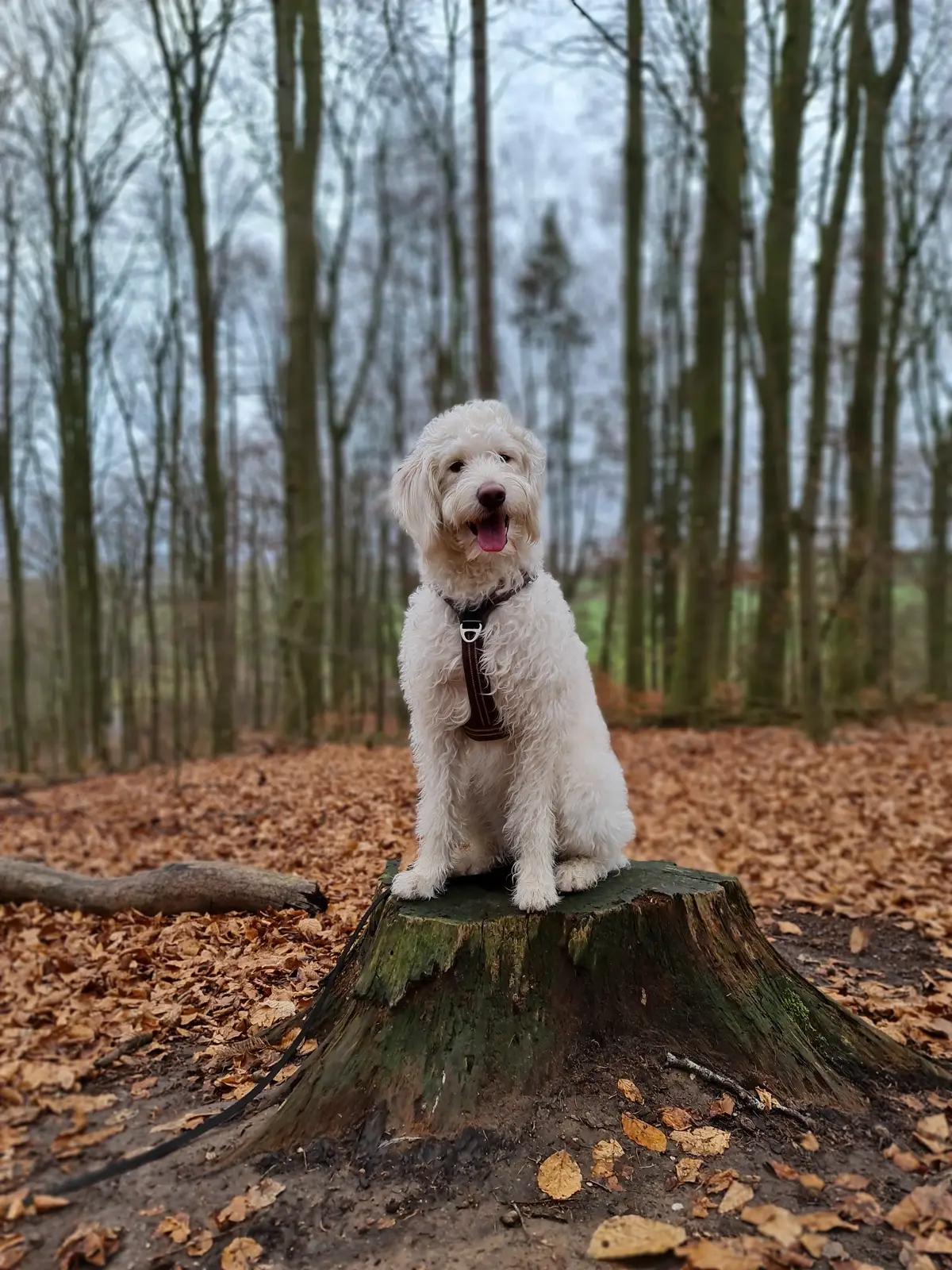 ein weißer Labradoodle sitzt im Wald vor kahlen Bäumen