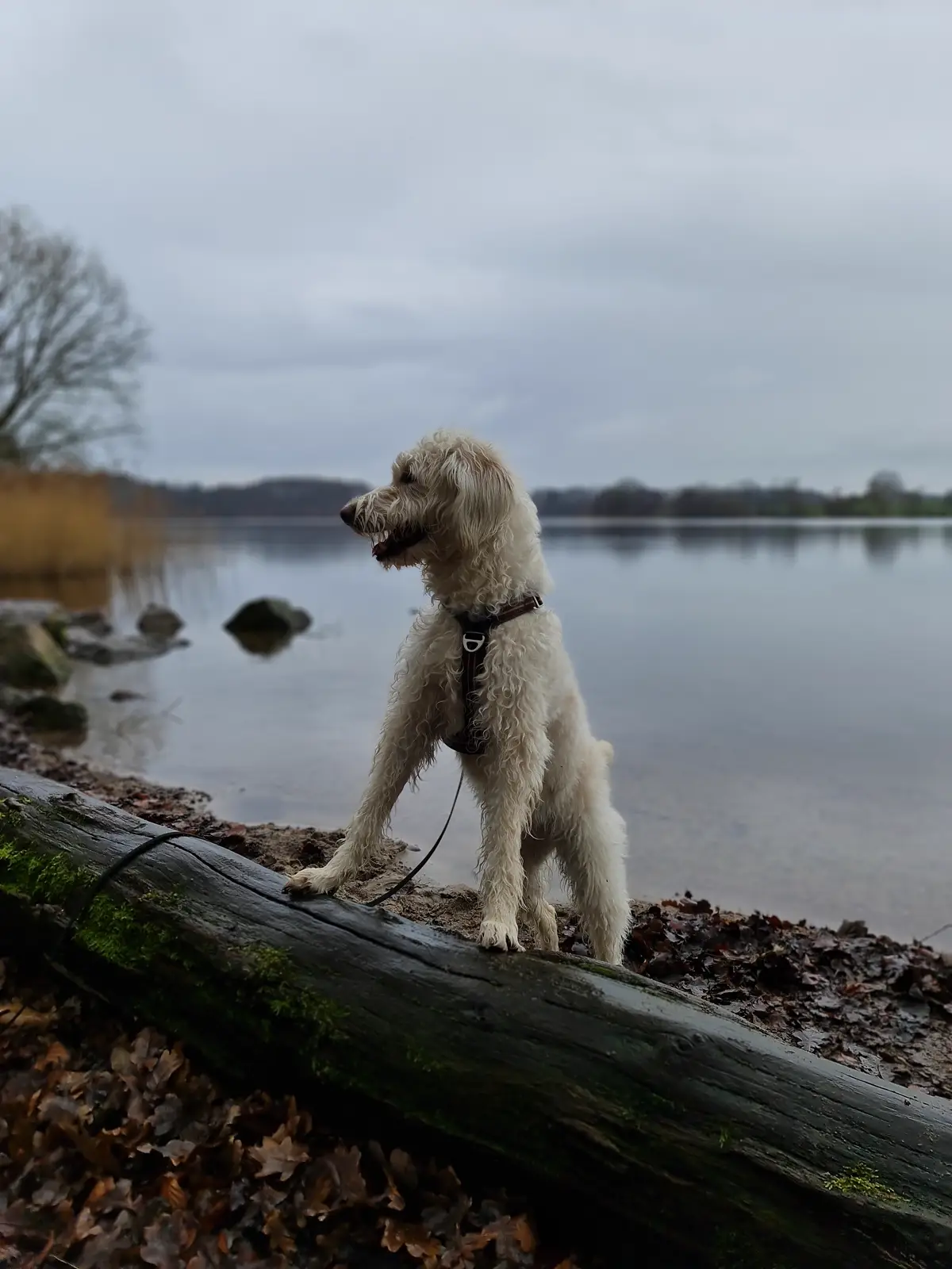 ein weißer Labradodle sitzt vor dem See und schaut nach links