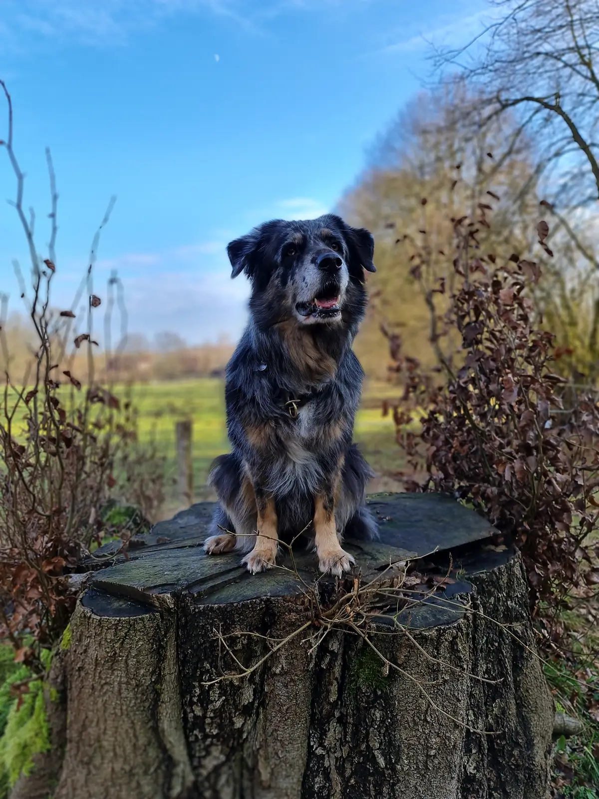 ein grauer Australian Shepherd-Schäferhundmix sitzt auf einem Weg
