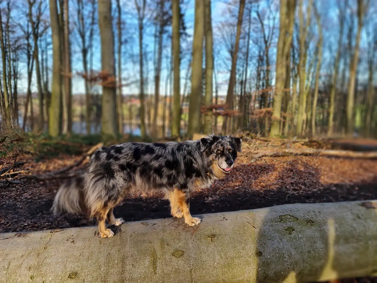 ein grauer Australian Shepherd-Schäferhundmix steht auf einem Baumstamm