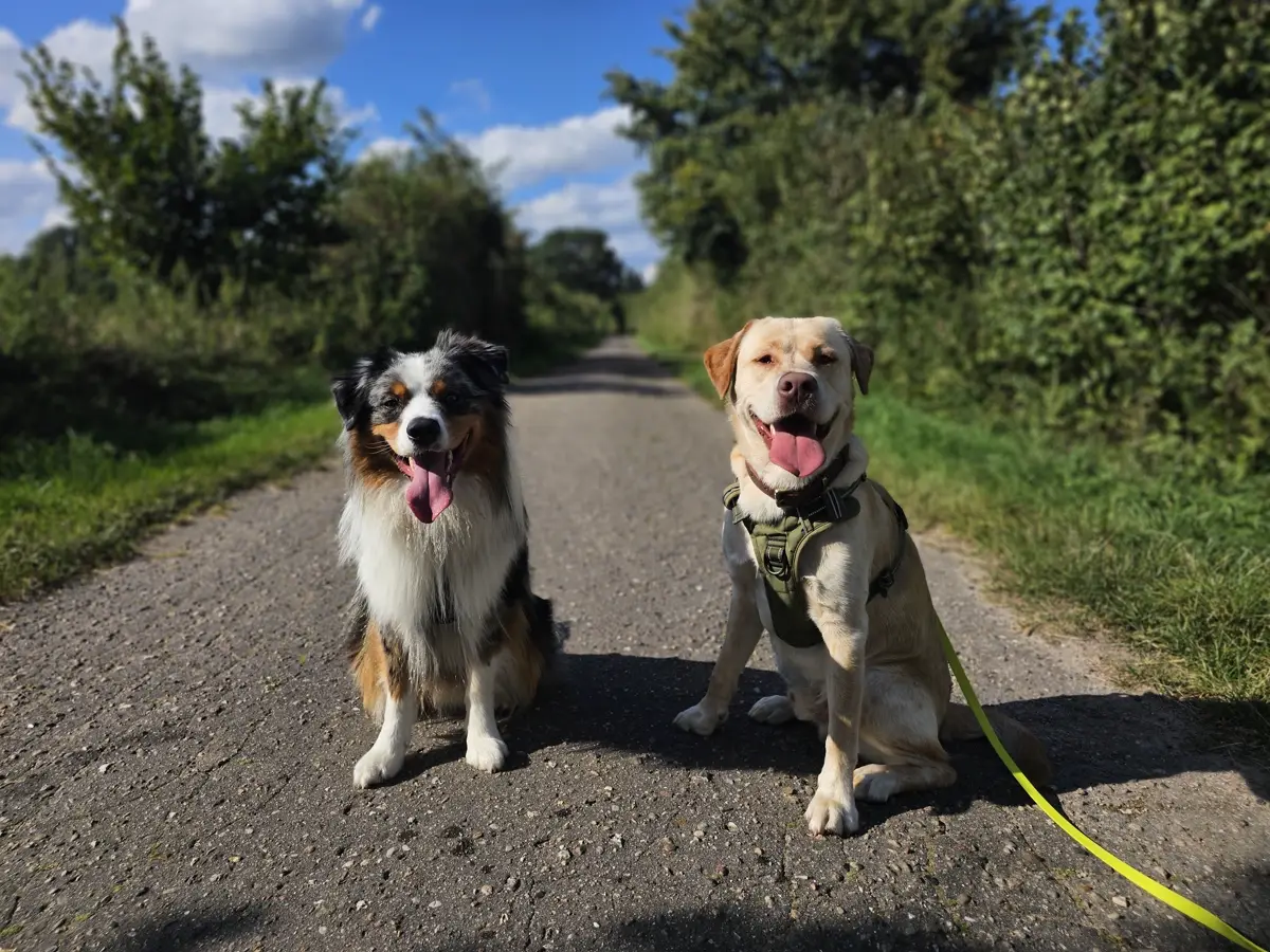ein Australian Shepherd und ein Labrador sitzen auf einem Feldweg nebeneinnander