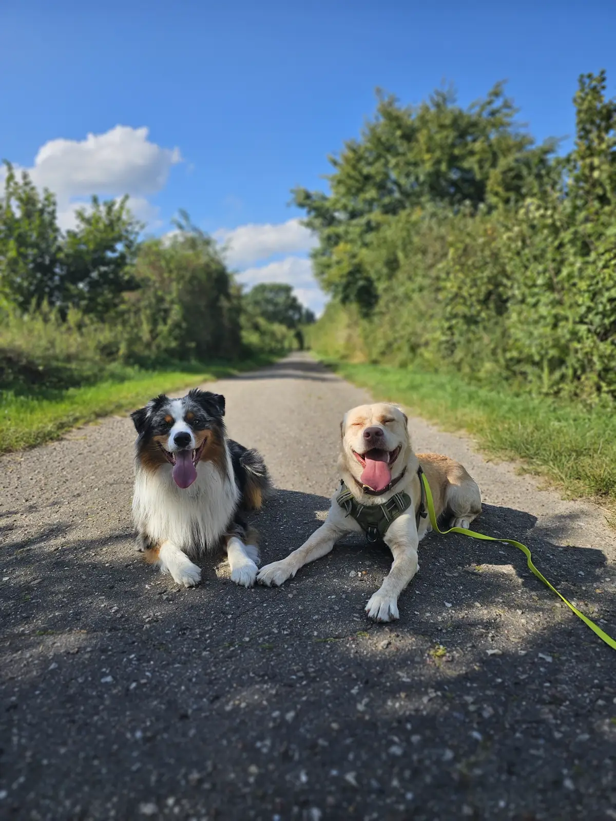ein Australian Shepherd und ein Labrador liegen auf einem Feldweg nebeneinnander