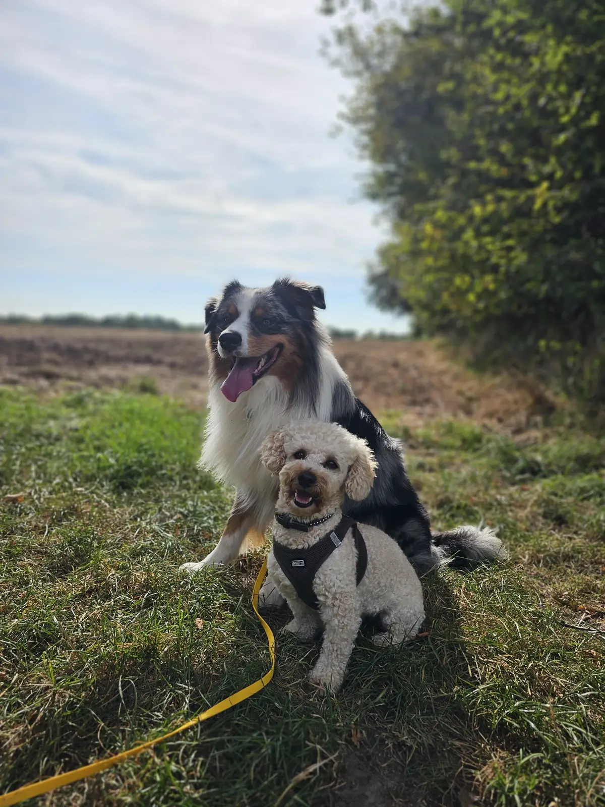 ein Australian Shepherd und ein kleiner weißer Hund sitzen auf einem Feldweg nebeneinnander