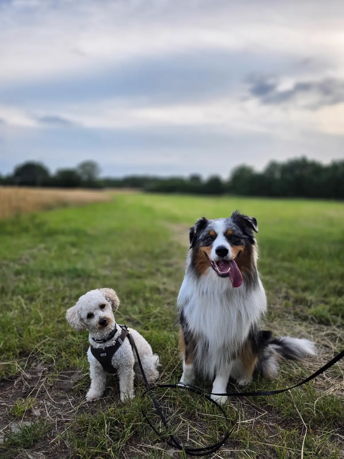 ein Australian Shepherd und ein kleiner weißer Hund sitzen auf einem Feldweg nebeneinnander