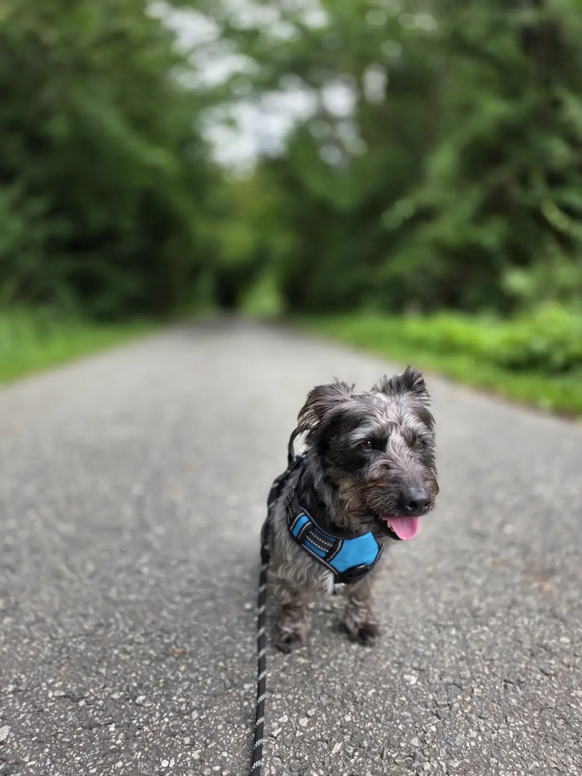 ein kleiner grauer Hund sitzt auf einem Feldweg