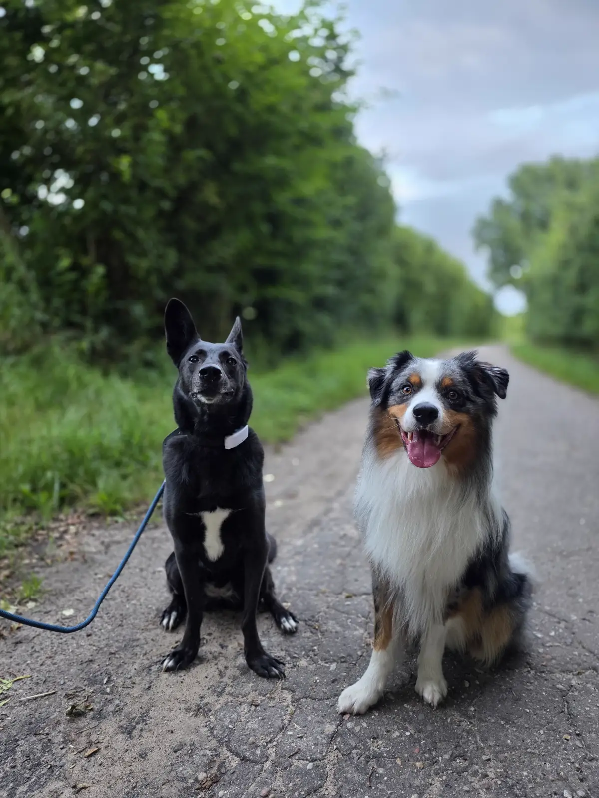 ein Australian Shepherd und ein schwarzer Hund sitzen nebeneiander auf einer Straße zwischen Feldern