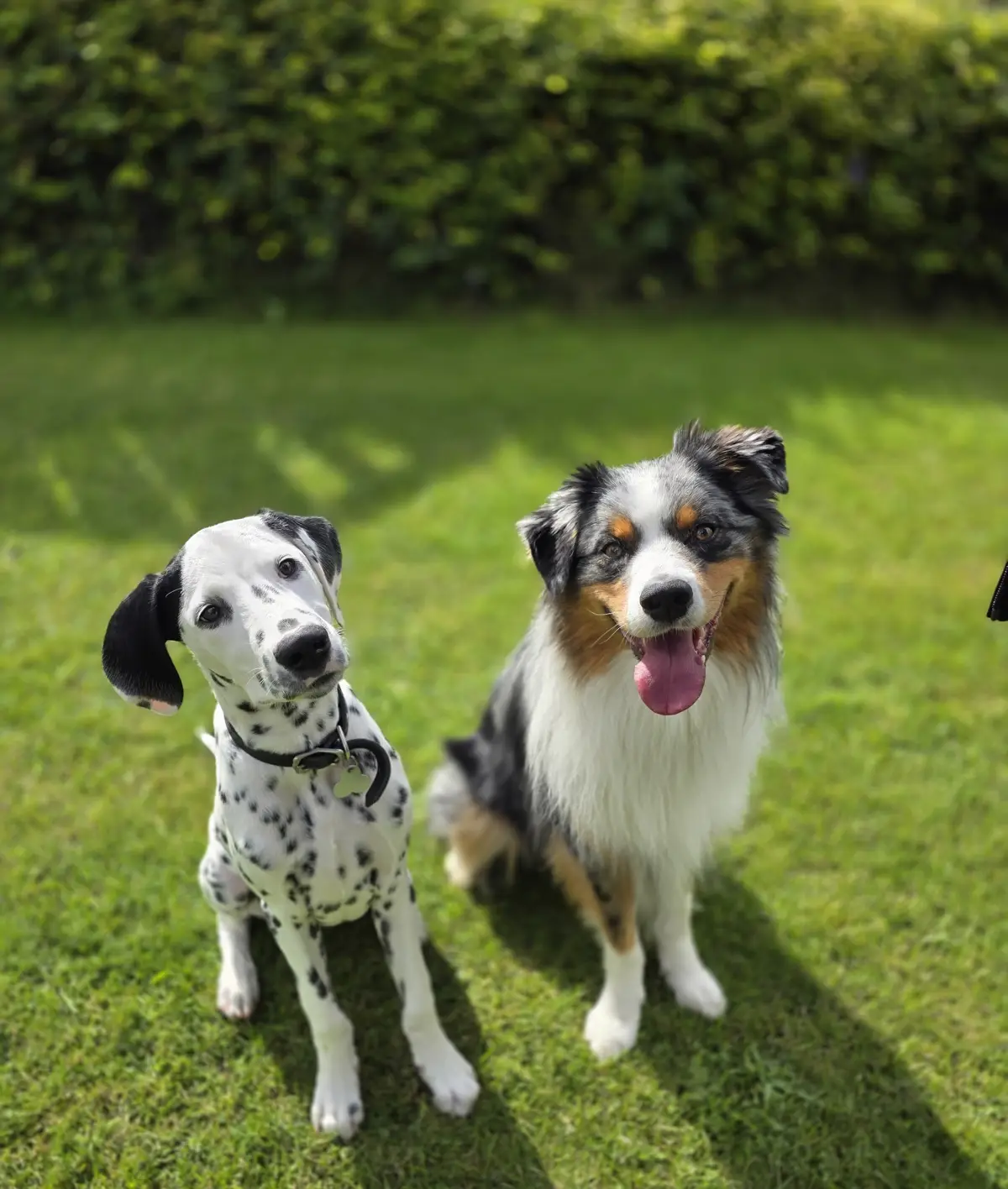 ein Australian Shepherd und ein Dalmatiner Welpe sitzen auf einer Grünfläche nebeneinander