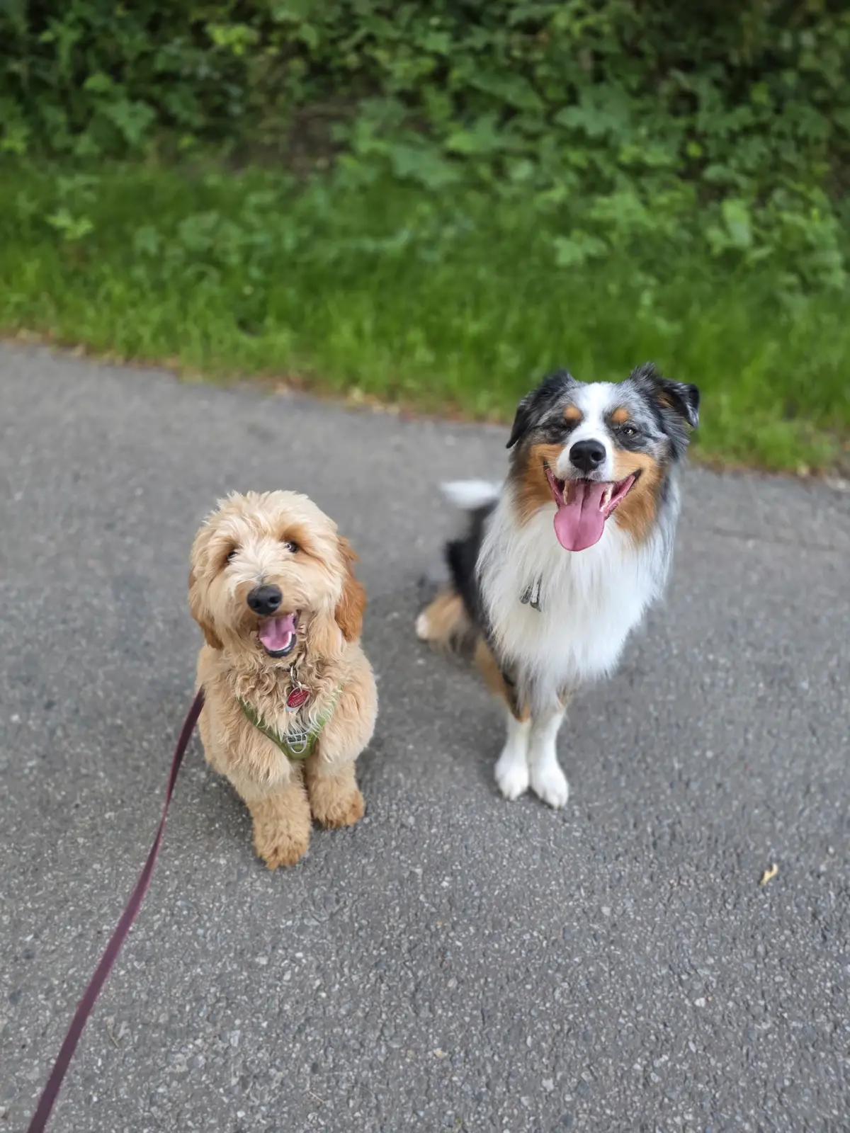 Autralian Shepherd sitzt neben einem kleinem Pudel mix in Braun auf einer Straße