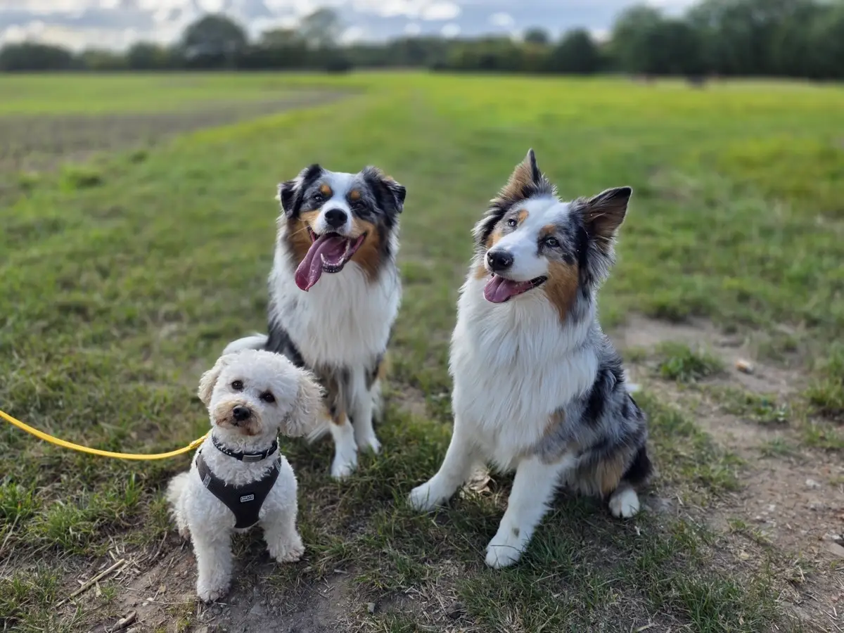 zwei Australian Shepherd und ein kleiner weißer Hund sitzen auf einer Wiese