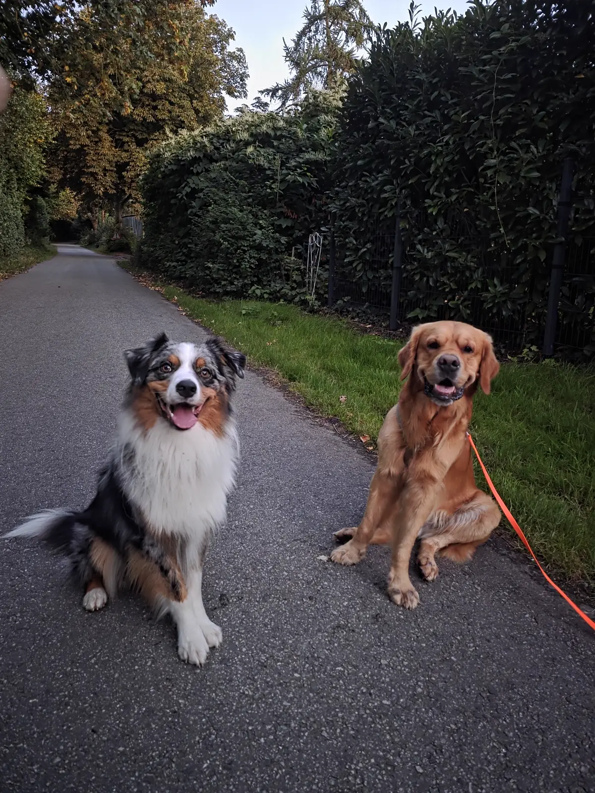 ein Australian Shepherd und ein großer brauner Labrador Mix sitzenauf einer Straße